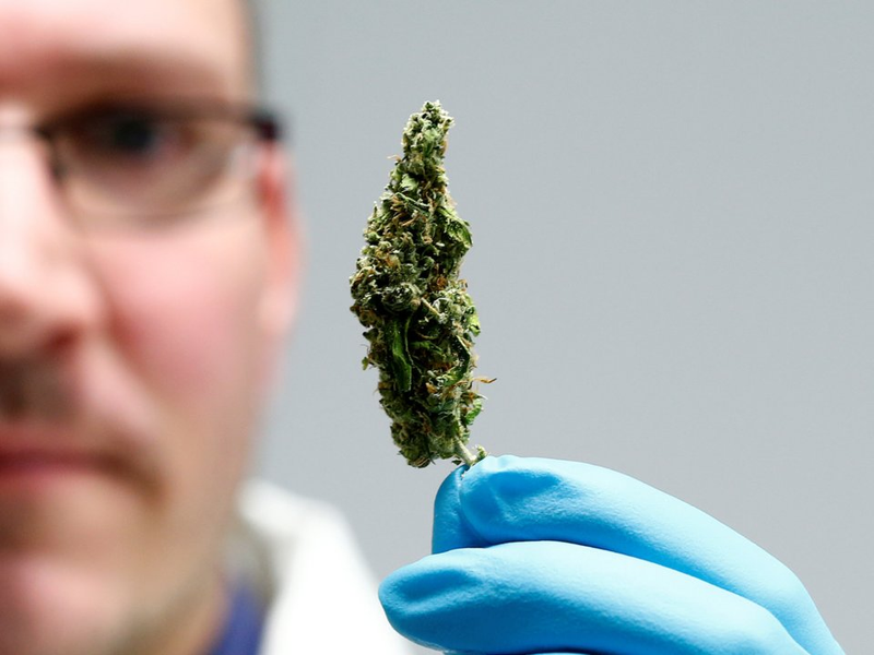 Illustration for article titled The use of CBD drugs does not pose a risk, said in the report of the WHO